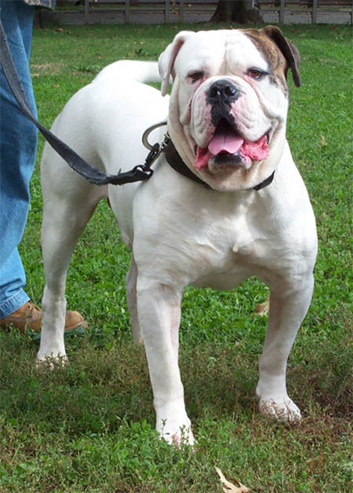 Atomic American Bulldogs - Bred