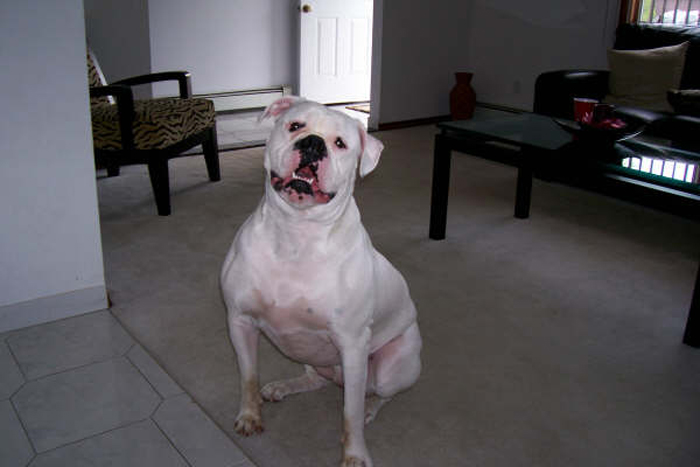 Atomic American Bulldogs - Bred