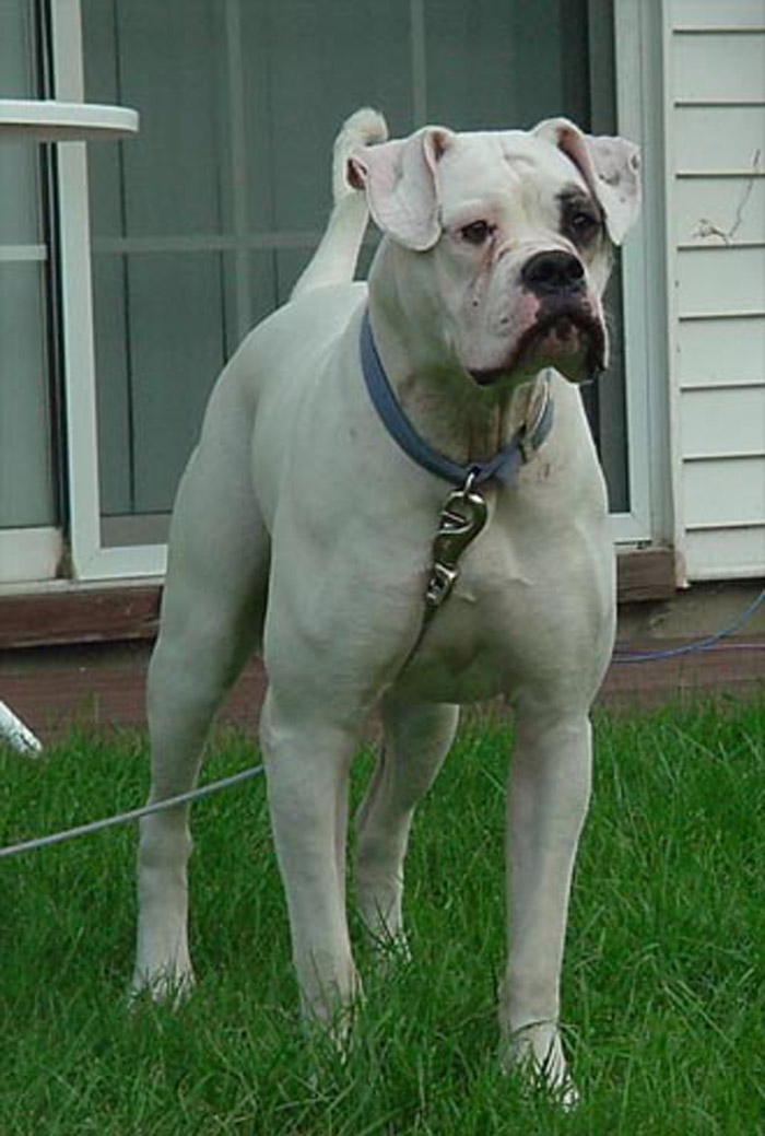 Atomic American Bulldogs - Bred