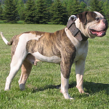 Atomic American Bulldogs Pups