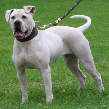 Atomic American Bulldogs Pups