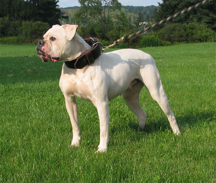 johnsons american bulldog. Atomic American Bulldogs