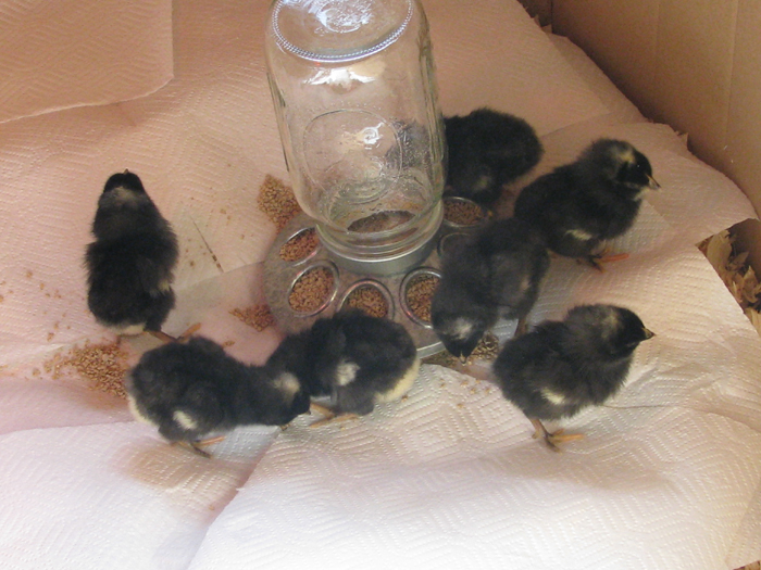 Atomic American Bulldogs - Barred Plymouth Rocks Atomic American Bulldogs - Barred Plymouth Rocks
