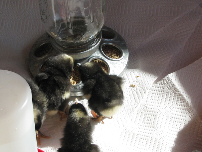 Atomic American Bulldogs - Barred Plymouth Rocks Atomic American Bulldogs - Barred Plymouth Rocks