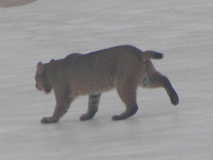 Atomic American Bulldogs - Bobcat Atomic American Bulldogs - Bobcat