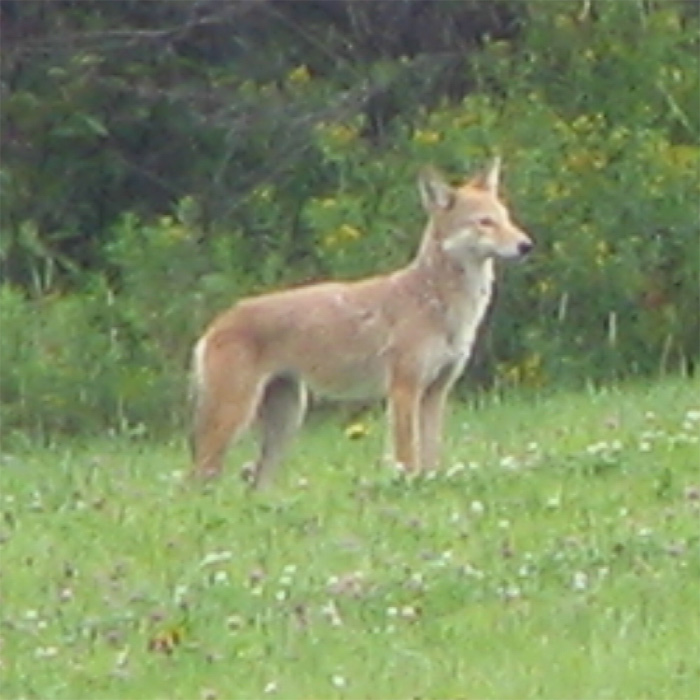 Atomic American Bulldogs - Eastern Coyote Atomic American Bulldogs - Eastern Coyote