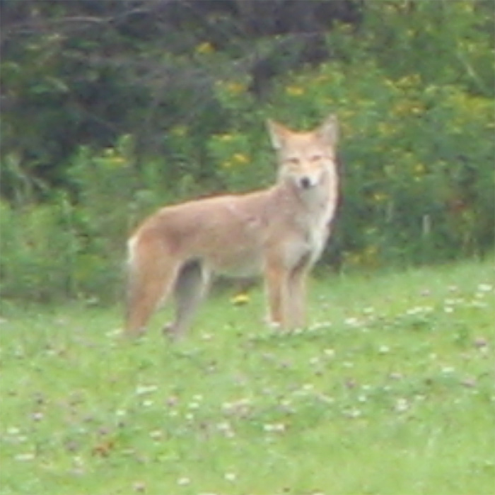 Atomic American Bulldogs - Eastern Coyote Atomic American Bulldogs - Eastern Coyote