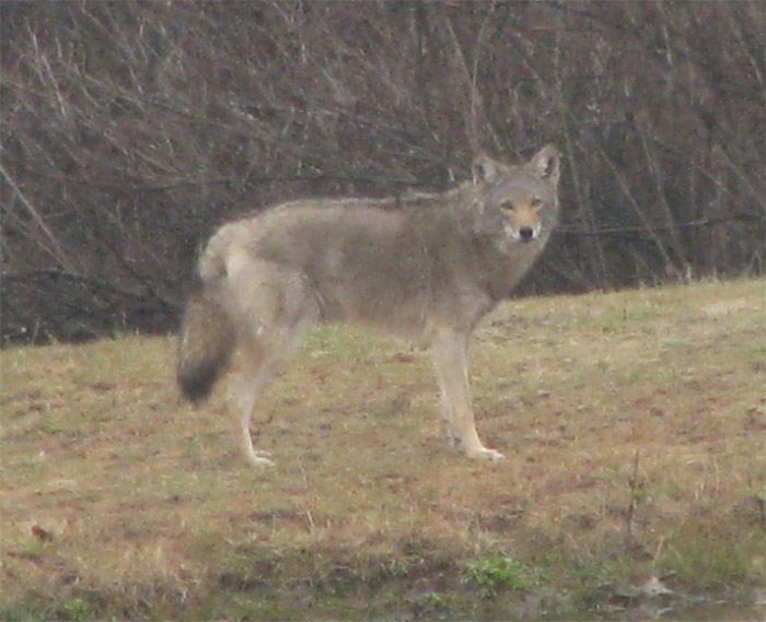 Atomic American Bulldogs - Eastern Coyote Atomic American Bulldogs - Eastern Coyote