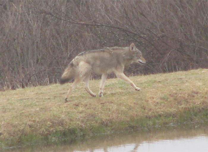 Atomic American Bulldogs - Eastern Coyote Atomic American Bulldogs - Eastern Coyote
