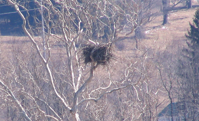 Atomic American Bulldogs - American Bald Eagle Atomic American Bulldogs - American Bald Eagle