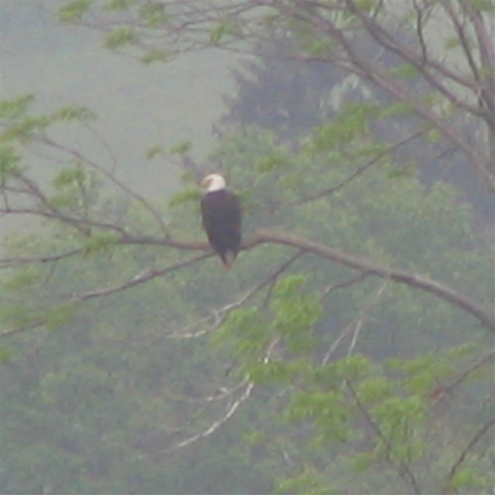 Atomic American Bulldogs - American Bald Eagle Atomic American Bulldogs - American Bald Eagle
