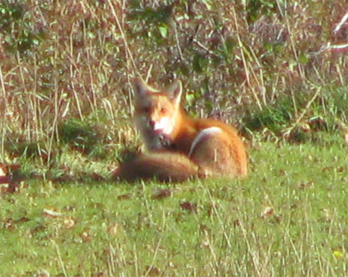 Atomic American Bulldogs - Red Fox Atomic American Bulldogs - Red Fox