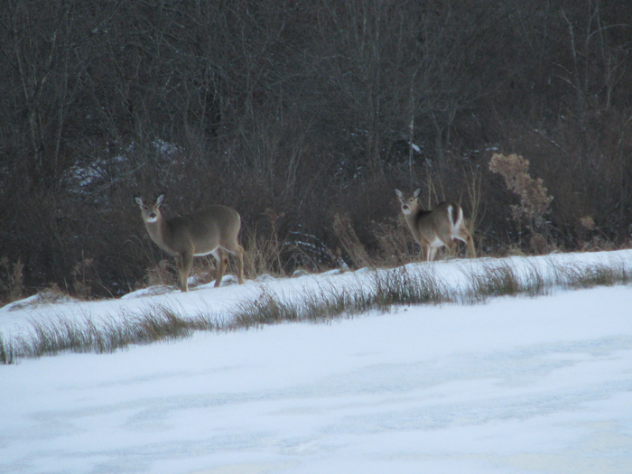 Atomic American Bulldogs - Deer Atomic American Bulldogs - Deer