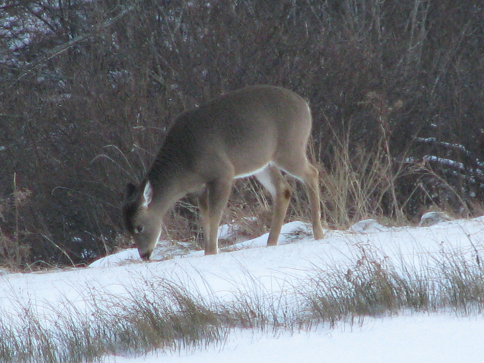 Atomic American Bulldogs - Deer Atomic American Bulldogs - Deer