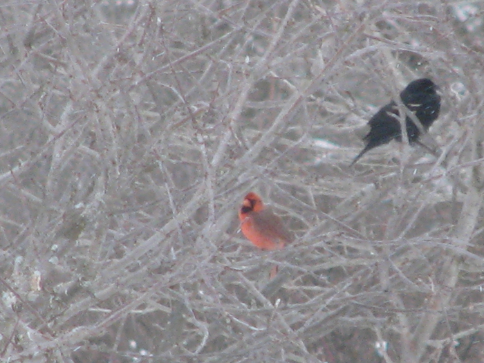 Atomic American Bulldogs - Cardinal & Redwinged Blackbird Atomic American Bulldogs - Cardinal & Redwinged Blackbird
