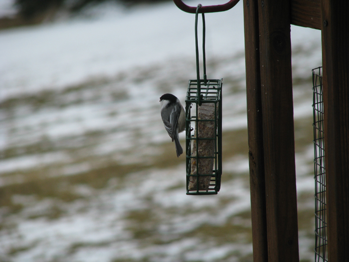Atomic American Bulldogs - Chickadee Atomic American Bulldogs - Chickadee