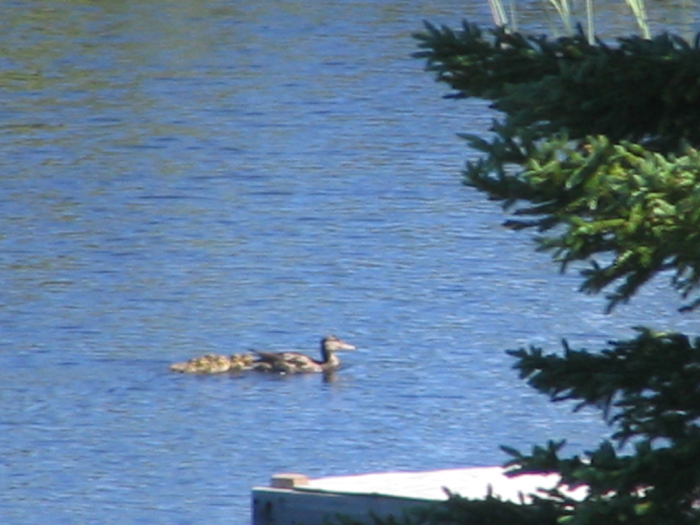 Atomic American Bulldogs - Duck w Chicks Atomic American Bulldogs - Duck w Chicks