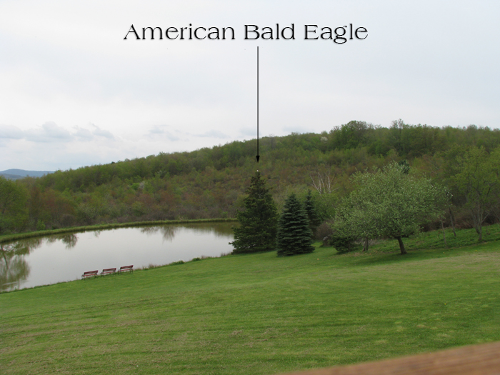 Atomic American Bulldogs - American Bald Eagle Atomic American Bulldogs - American Bald Eagle