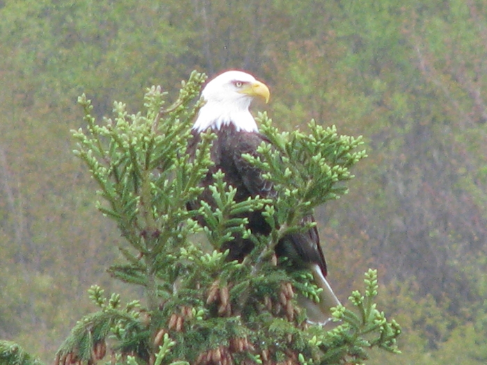 Atomic American Bulldogs - American Bald Eagle Atomic American Bulldogs - American Bald Eagle