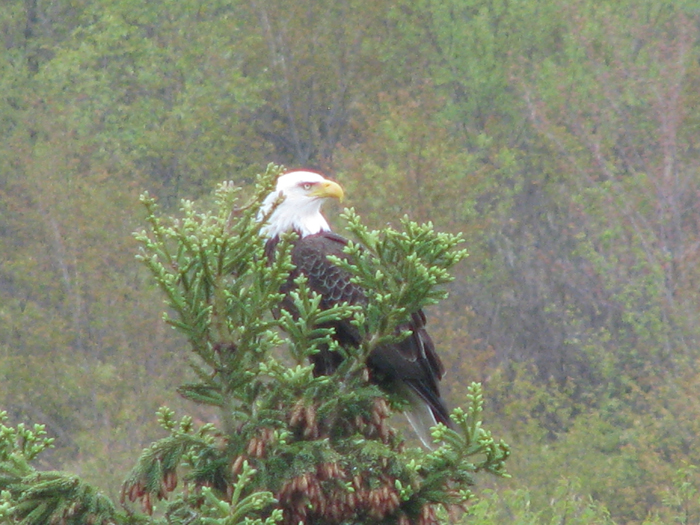 Atomic American Bulldogs - American Bald Eagle Atomic American Bulldogs - American Bald Eagle