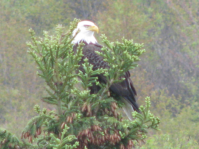 Atomic American Bulldogs - American Bald Eagle Atomic American Bulldogs - American Bald Eagle