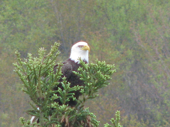 Atomic American Bulldogs - American Bald Eagle Atomic American Bulldogs - American Bald Eagle