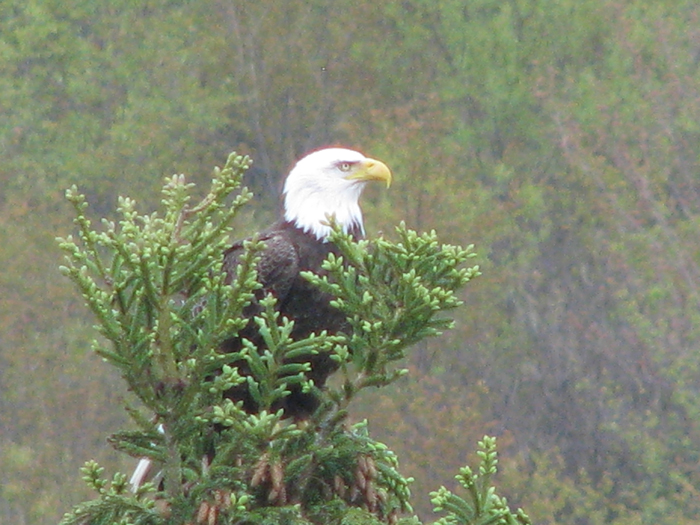 Atomic American Bulldogs - American Bald Eagle Atomic American Bulldogs - American Bald Eagle
