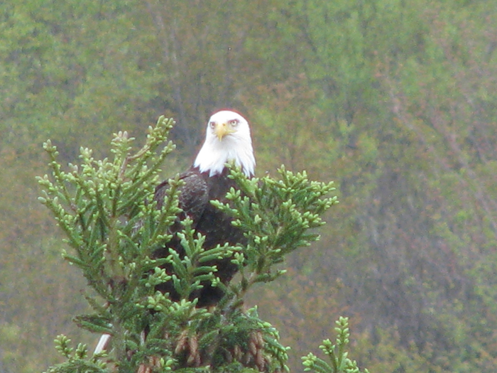Atomic American Bulldogs - American Bald Eagle Atomic American Bulldogs - American Bald Eagle