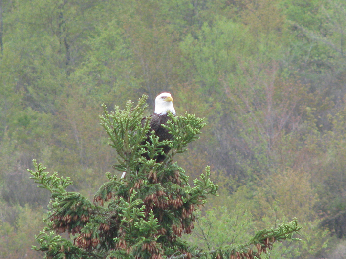 Atomic American Bulldogs - American Bald Eagle Atomic American Bulldogs - American Bald Eagle