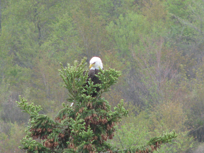 Atomic American Bulldogs - American Bald Eagle Atomic American Bulldogs - American Bald Eagle