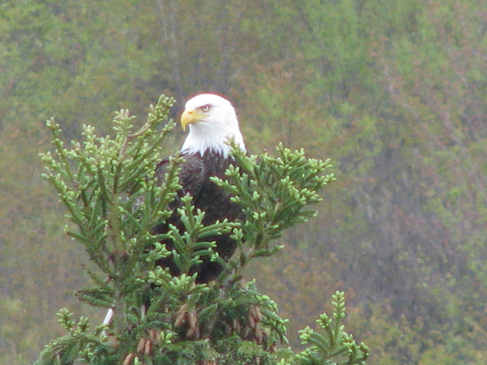 Atomic American Bulldogs - American Bald Eagle Atomic American Bulldogs - American Bald Eagle