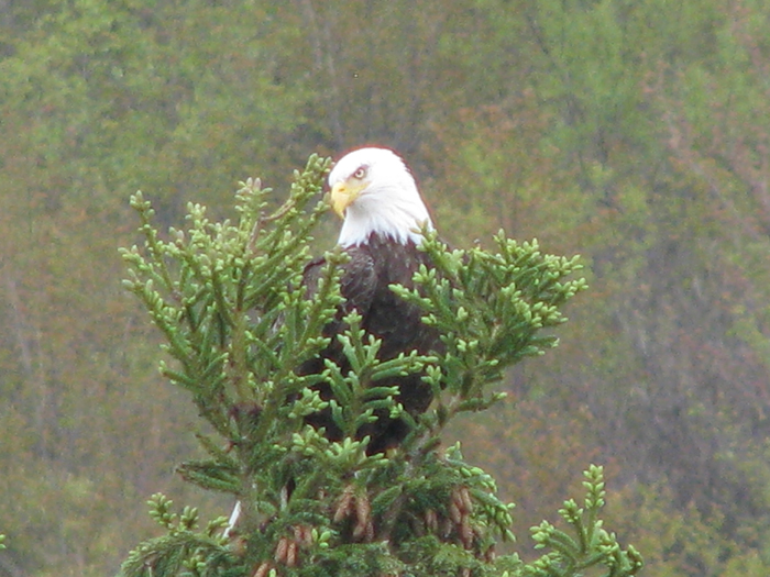Atomic American Bulldogs - American Bald Eagle Atomic American Bulldogs - American Bald Eagle
