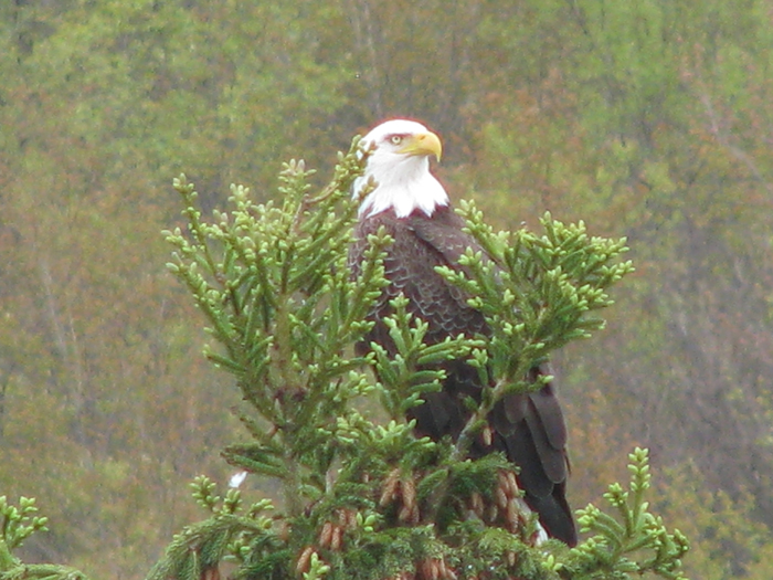 Atomic American Bulldogs - American Bald Eagle Atomic American Bulldogs - American Bald Eagle