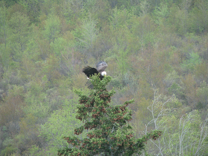 Atomic American Bulldogs - American Bald Eagle Atomic American Bulldogs - American Bald Eagle