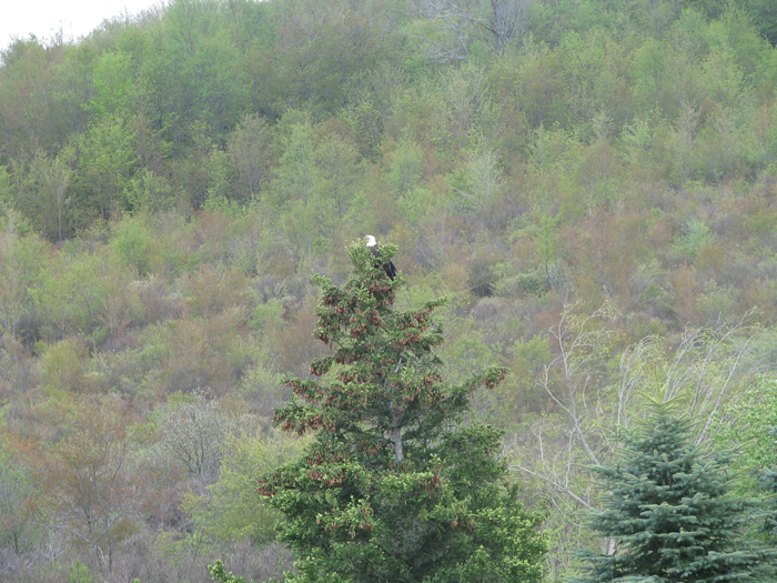 Atomic American Bulldogs - American Bald Eagle Atomic American Bulldogs - American Bald Eagle