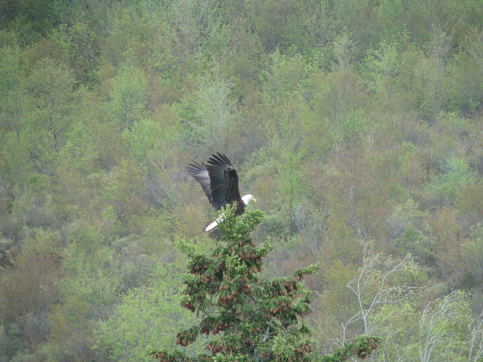 Atomic American Bulldogs - American Bald Eagle Atomic American Bulldogs - American Bald Eagle
