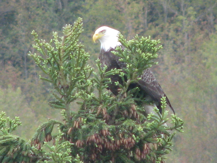 Atomic American Bulldogs - American Bald Eagle Atomic American Bulldogs - American Bald Eagle
