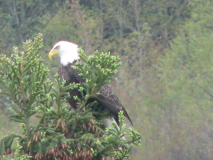 Atomic American Bulldogs - American Bald Eagle Atomic American Bulldogs - American Bald Eagle