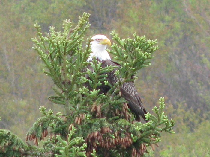 Atomic American Bulldogs - American Bald Eagle Atomic American Bulldogs - American Bald Eagle
