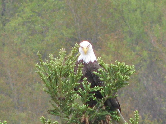 Atomic American Bulldogs - American Bald Eagle Atomic American Bulldogs - American Bald Eagle