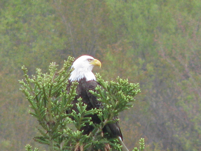 Atomic American Bulldogs - American Bald Eagle Atomic American Bulldogs - American Bald Eagle