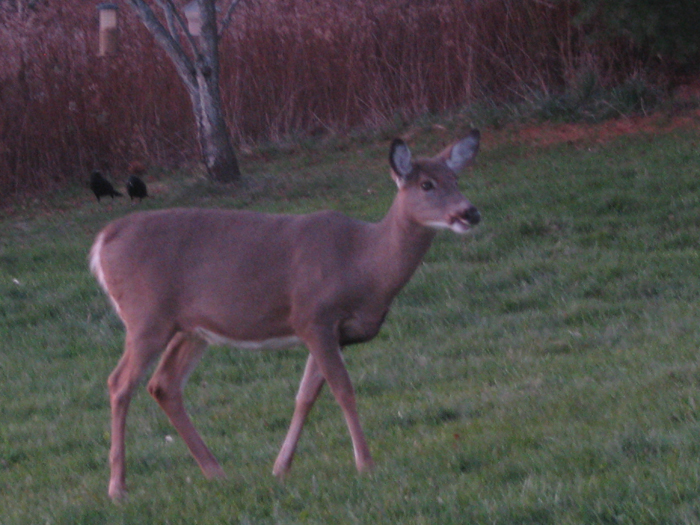 Atomic American Bulldogs - Deer Atomic American Bulldogs - Deer