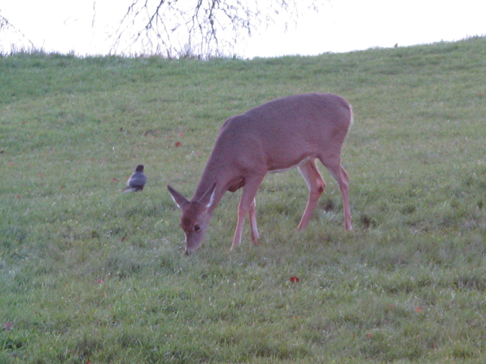 Atomic American Bulldogs - Deer Atomic American Bulldogs - Deer