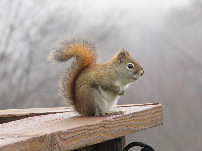 Atomic American Bulldogs - Red Squirrel Atomic American Bulldogs - Red Squirrel