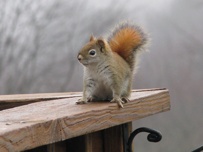 Atomic American Bulldogs - Red Squirrel Atomic American Bulldogs - Red Squirrel