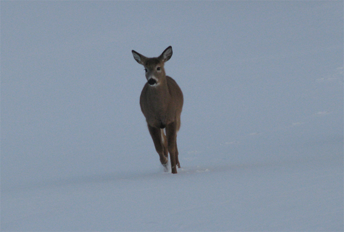 Atomic American Bulldogs - Deer Atomic American Bulldogs - Deer