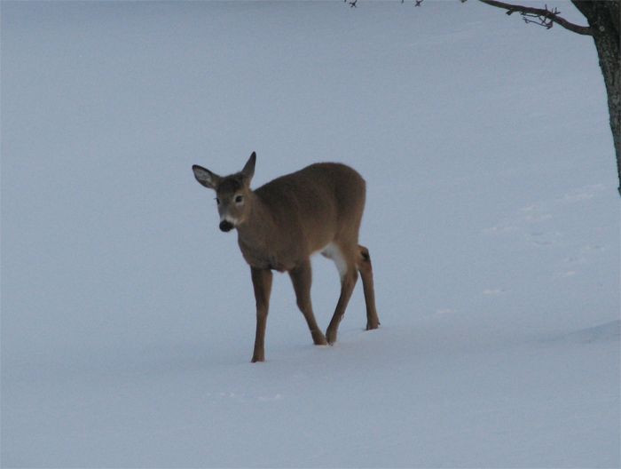 Atomic American Bulldogs - Deer Atomic American Bulldogs - Deer
