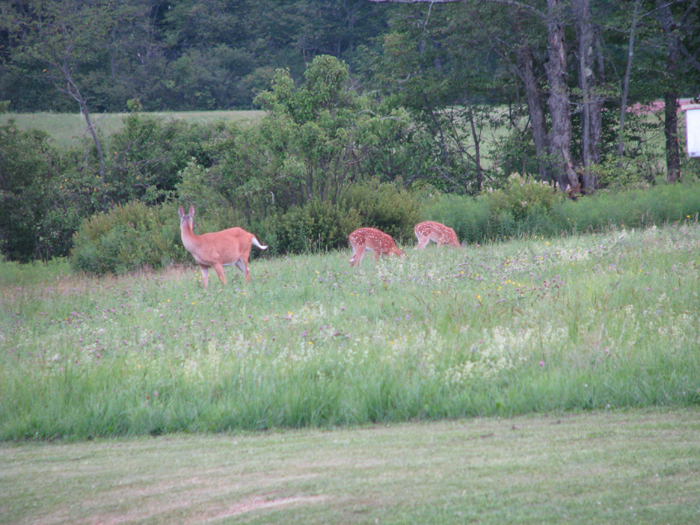 Atomic American Bulldogs - Deer Fawns Atomic American Bulldogs - Deer & Fawns