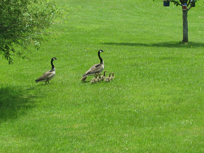 Atomic American Bulldogs - Geese Atomic American Bulldogs - Geese