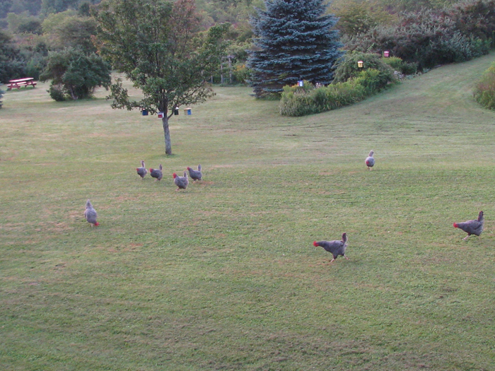 Atomic American Bulldogs - Chickens Atomic American Bulldogs - Chickens